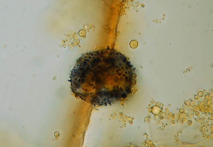 Aleurodiscus amorphus (Fr.)Schroeter
